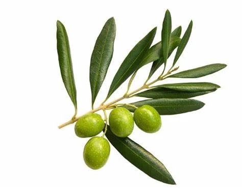 Olive leaf extract powder1