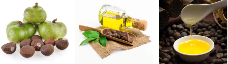 Camellia oil